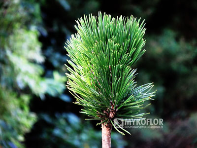 Pinus heldreichii Dimitra – przykładowy materiał oferowany do sprzedaży