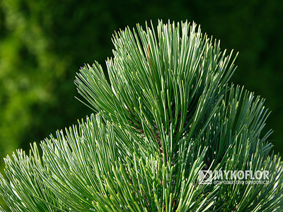 Pinus heldreichii Malinki – zbliżenie igieł