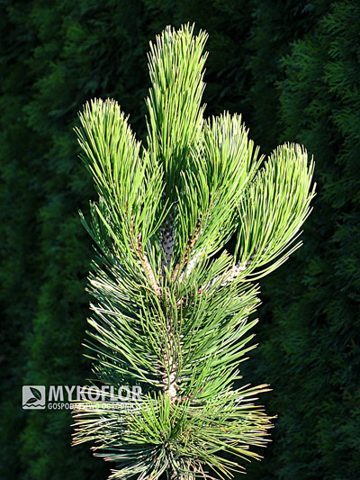 Pinus heldreichii Satellit – materiał oferowany do sprzedaży