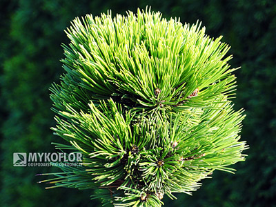 Pinus heldreichii Smidtii. Materiał oferowany do sprzedaży