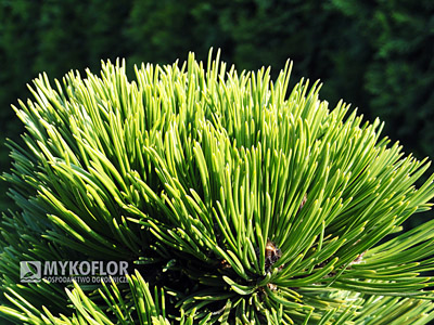 Pinus heldreichii Smidtii. Zbliżenie igieł