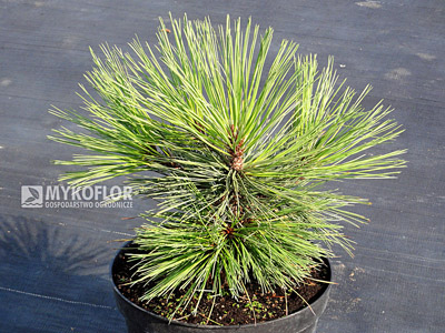  Pinus jeffreyi Joppi – materiał oferowany do sprzedaży