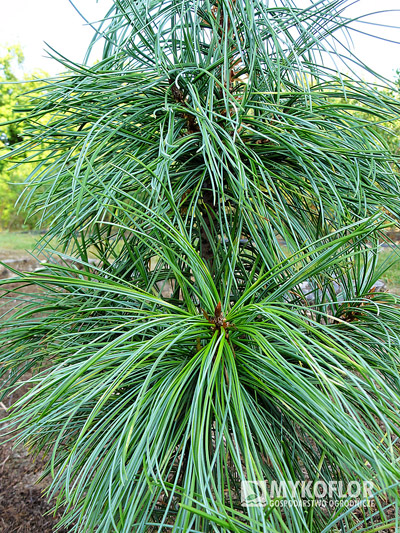 Pinus koraiensis Morris Blue – zbliżenie igieł