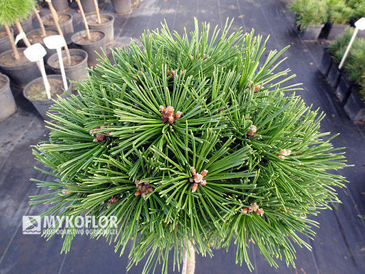 Pinus mugo Benjamin – roślina zaszczepiona na wysokości 60 cm