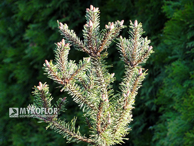 Pinus mugo Brevifolia. Materiał oferowany do sprzedaży