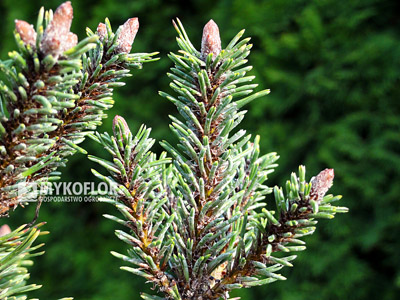 Pinus mugo Brevifolia. Zbliżenie igieł