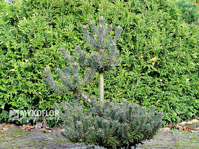 Pinus mugo Brevifolia rosnąca w gruncie