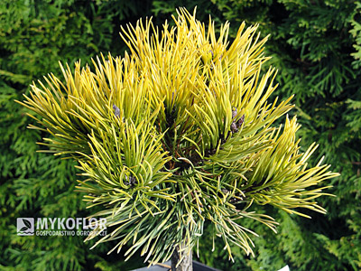 Pinus mugo Carsten - materiał oferowany do sprzedaży, zdjęcie zrobiono pod koniec października