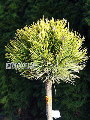 Pinus mugo Carsten - materiał oferowany do sprzedaży, zdjęcie zrobiono w połowie listopada