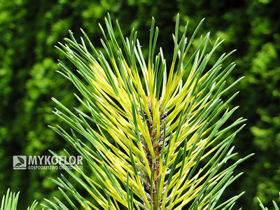 Pinus mugo Chameleon. Zbliżenie igieł (lato)