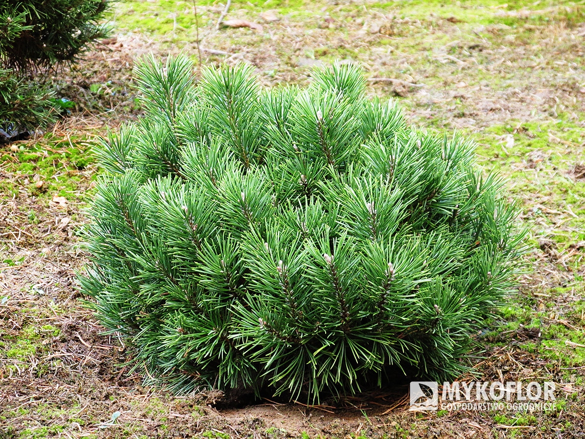 Pinus mugo Echiniformis