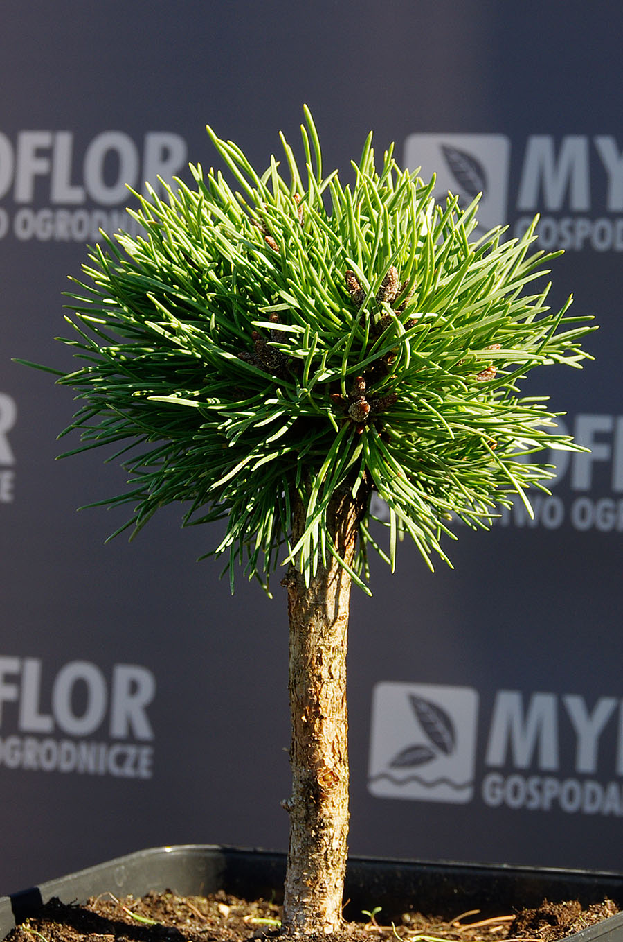 Pinus mugo Exelence