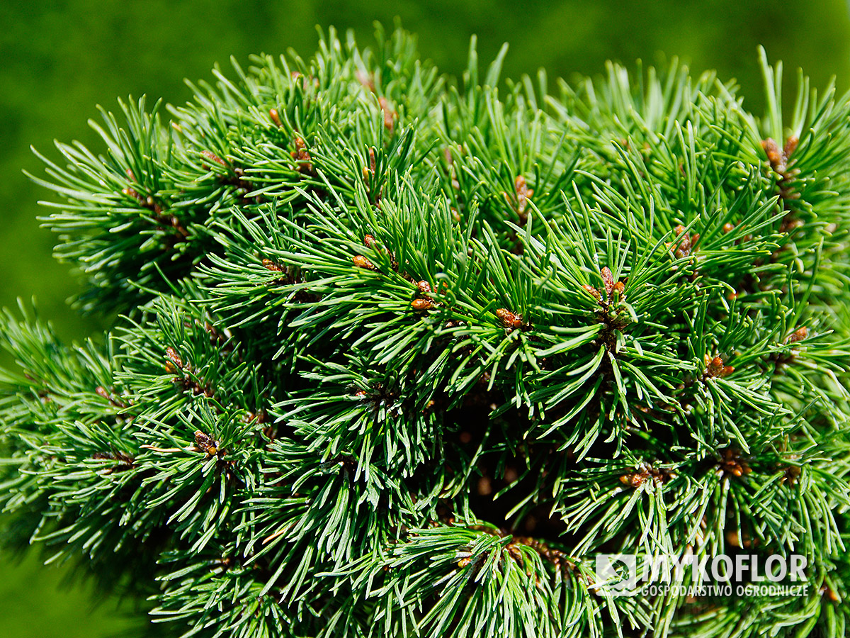 Pinus mugo Fischleinboden – zbliżenie igieł