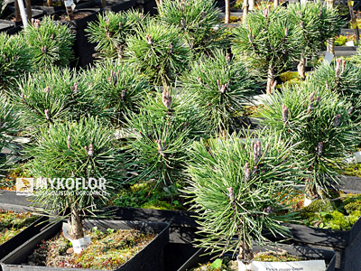 Pinus mugo Gnom – rośliny na punkcie sprzedaży