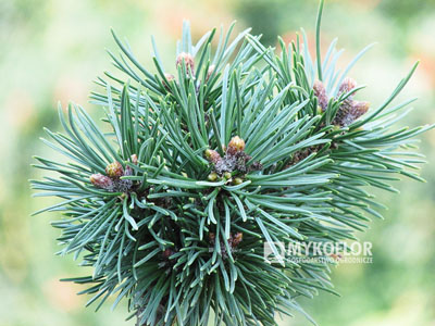 Pinus mugo Halada – przykładowy materiał oferowany do sprzedaży