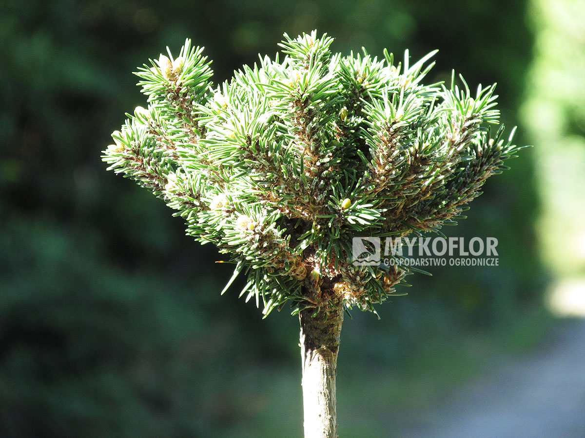 Pinus mugo Holman – przykładowy materiał oferowany do sprzedaży