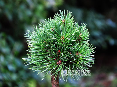 Pinus mugo Hrdina – przykładowy materiał oferowany do sprzedaży