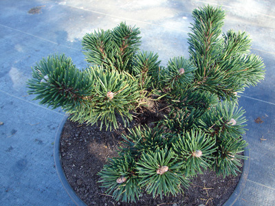 Pinus mugo Jakobsen, materiał oferowany do sprzedaży 