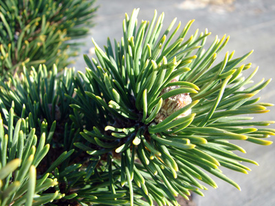 Pinus mugo Jakobsen, zbliżenie igieł