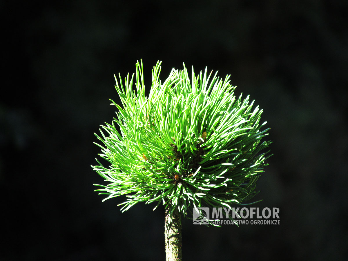 Pinus mugo Kameničná – przykładowy materiał oferowany do sprzedaży