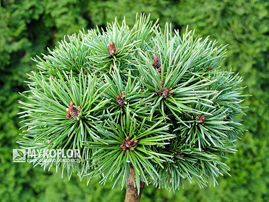  Pinus mugo Kleiner Prinz - materiał oferowany do sprzedaży