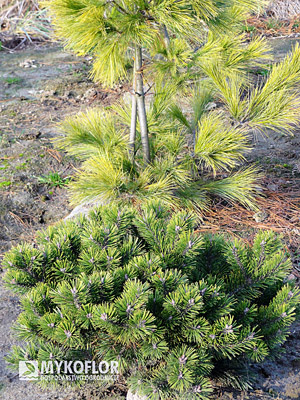 Pinus mugo Kobold - 8 letnia roślina rosnąca w gruncie