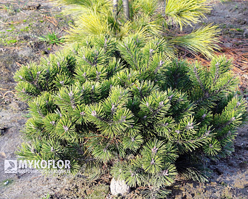  Pinus mugo Kobold - zbliżenie