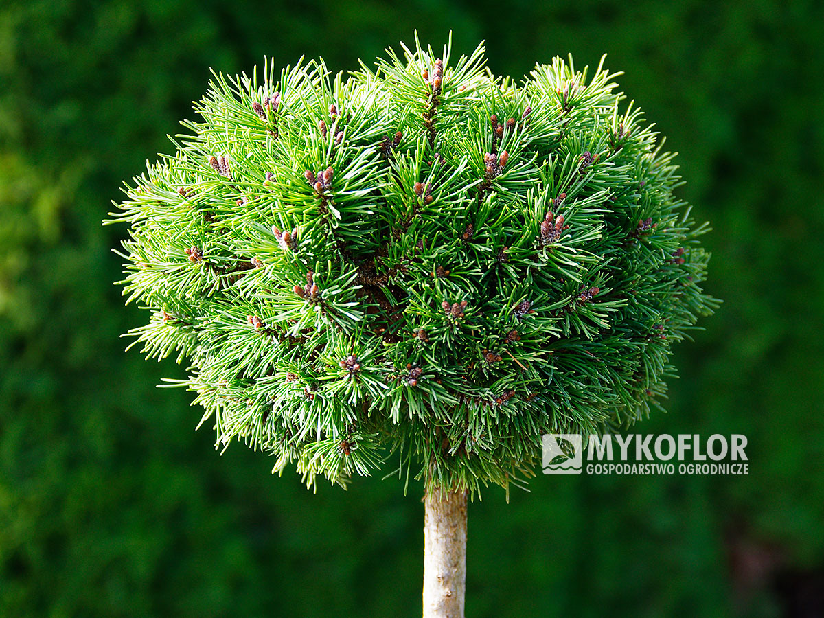 Pinus mugo Kuck's Minimops