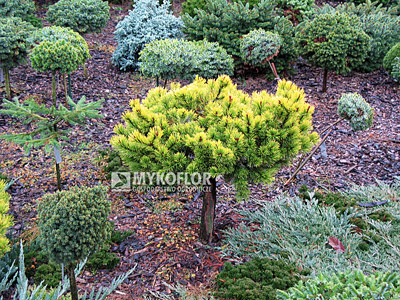 Pinus mugo Laarheide - roślina dorosła. Zdjęcie zrobiono pod koniec października.
