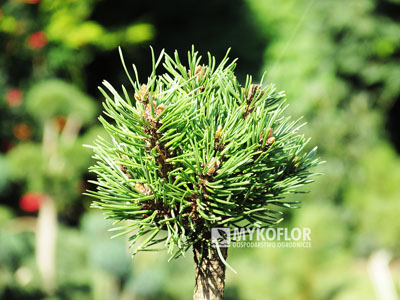 Pinus mugo Lány 2 – przykładowy materiał oferowany do sprzedaży