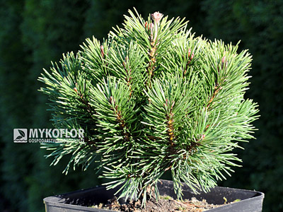 Pinus mugo Liliput. Materiał oferowany do sprzedaży