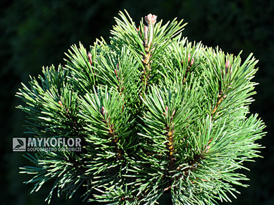 Pinus mugo Liliput. Zbliżenie