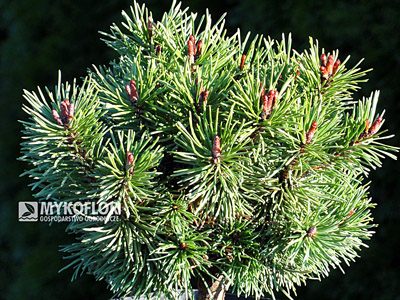 Pinus mugo Little Lady. Materiał oferowany do sprzedaży