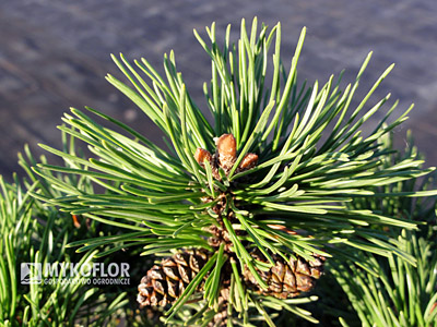 Pinus mugo Little Lady – igła i szyszki