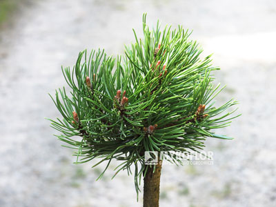 Pinus mugo Machovič – przykładowy materiał oferowany do sprzedaży