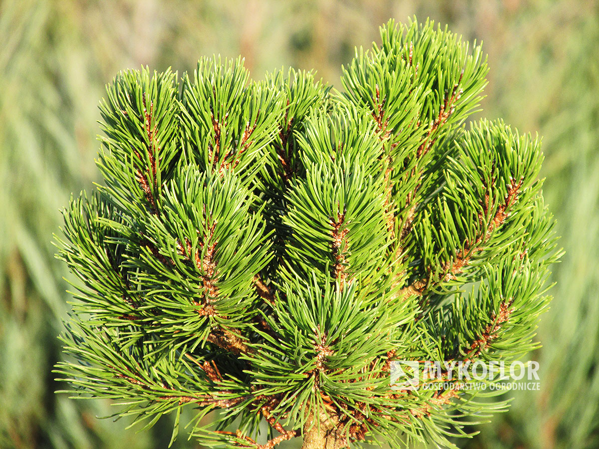 Pinus mugo Machovič