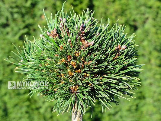 Pinus mugo Marlis