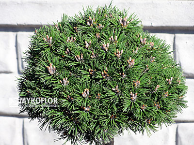  Pinus mugo Min Mini - roślina 7 letnia
