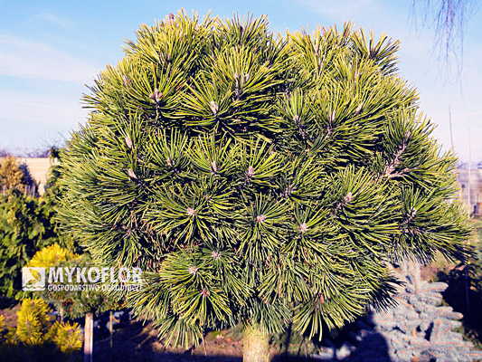 Pinus mugo Mini Mops - roślina 8 letnia