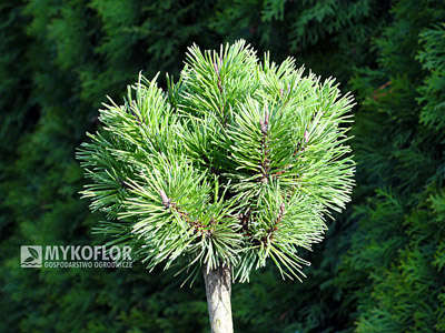 Pinus mugo Mini Mops – materiał oferowany do sprzedaży