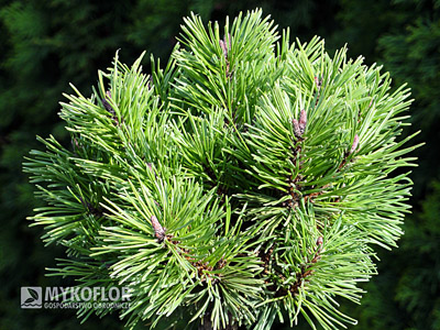 Pinus mugo Mini Mops. Zbliżenie