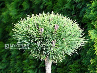 Pinus mugo Minikin – materiał oferowany do sprzedaży