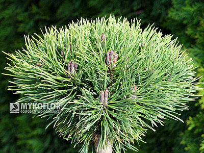 Pinus mugo Minikin. Zbliżenie