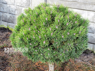 Pinus mugo Minikin – roślina rosnąca w gruncie