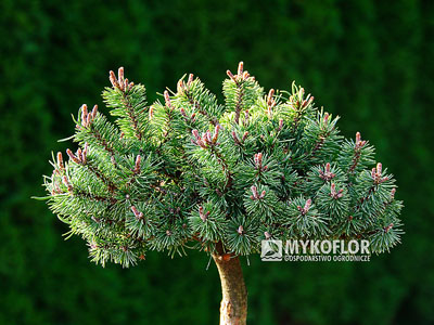 Pinus mugo Minima Kalous