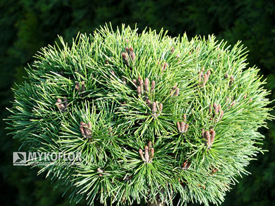 Pinus mugo Mops Midget. Zbliżenie
