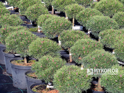 Pinus mugo Mops Midget – materiał oferowany do sprzedaży