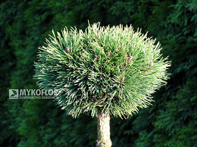 Pinus mugo Mops Midget – materiał oferowany do sprzedaży
