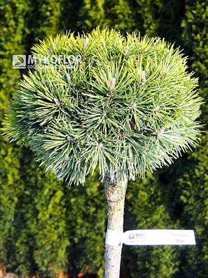 Pinus mugo Mops - materiał oferowany do sprzedaży