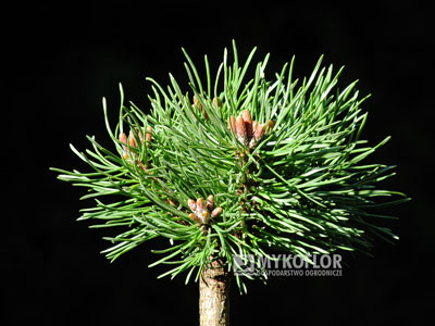 Pinus mugo Mops Švihov – przykładowy materiał oferowany do sprzedaży